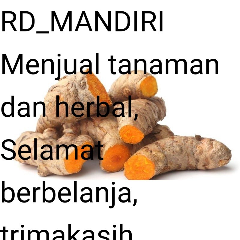 

RD Readyy Temulawak segar 1kg temu lawak umbi basah fresh