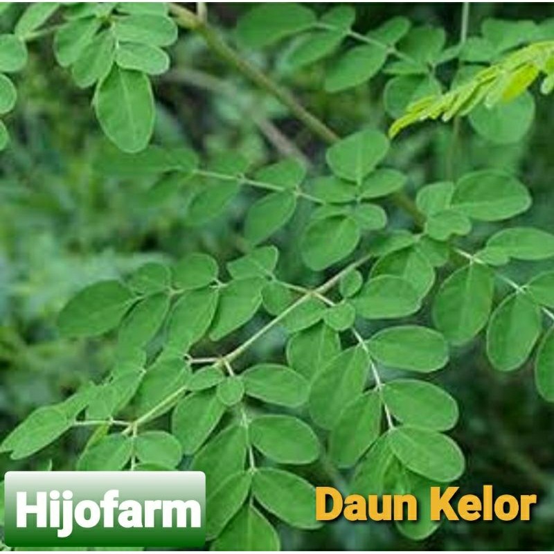 

Jamu Daun Kelor Segar 250 Gr Berkhasiat