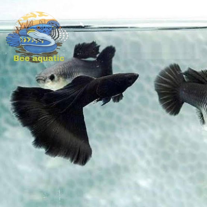 Aksesoris aquarium hiasan aquarium ikan Guppy black Moscow sepasang