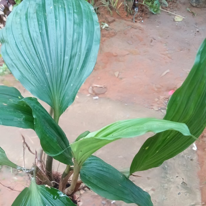 

Ready stok New Promo anggrek hutan langka