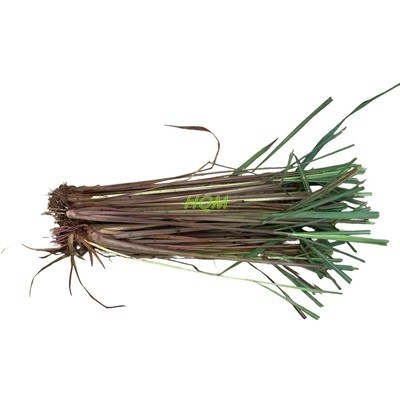 

Hafika Sereh Merah Wangi Segar 500 Gram Bisa Untuk Bibit