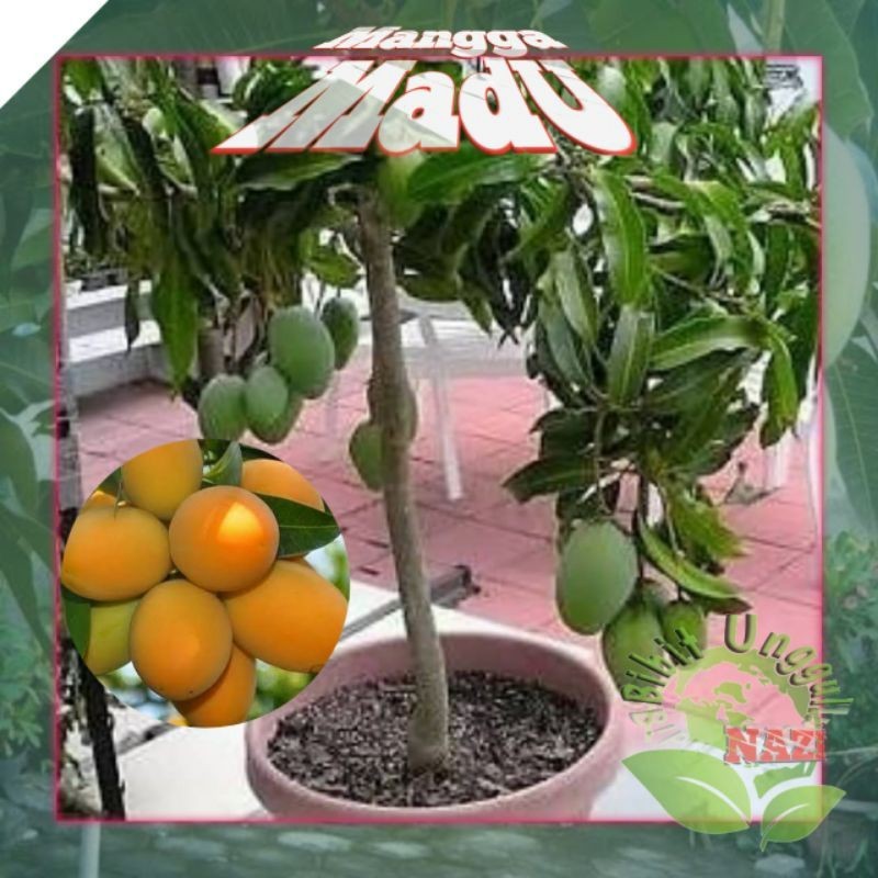 Bibit MANGGA MADU okulasi super unggul bisa tanam di pot (TABULAMPOT)