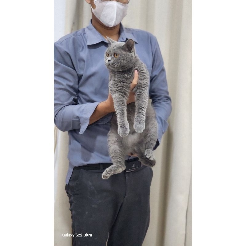 Promo diskon 65% British Short Hair Ped WCF Import