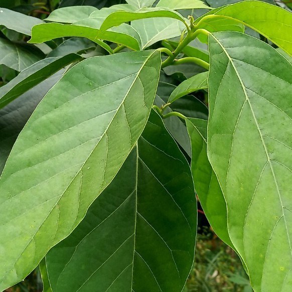 

HAFIKA Daun Alpukat Segar herbal perlembar