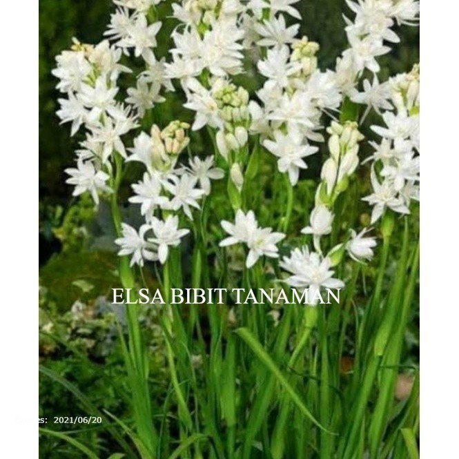 PROMO BIBIT BUNGA SEDAP MALAM WANGI