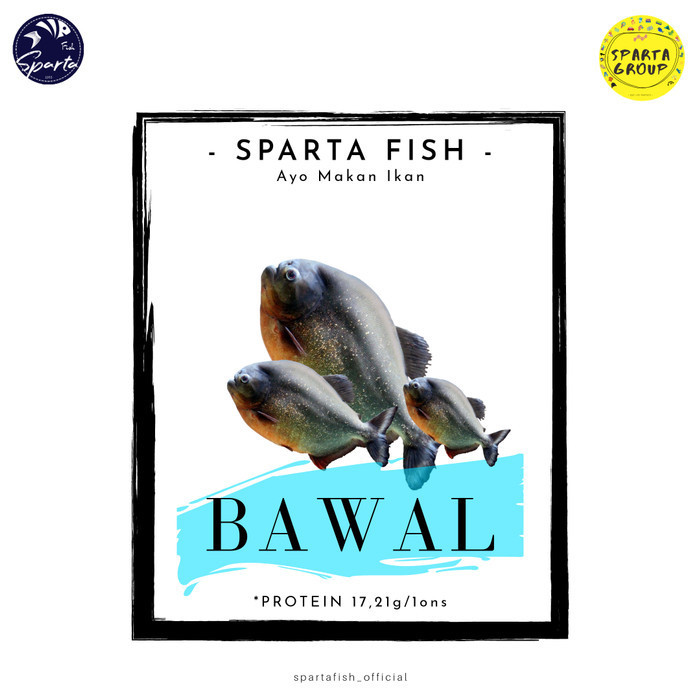 ikan bawal konsumsi & hidup