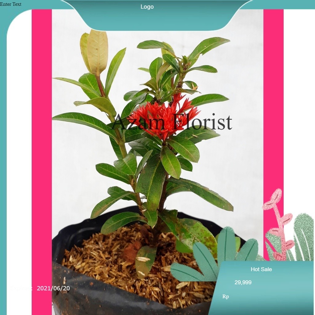 Tanaman hias Soka india bunga merah/Tanaman Hias soka/ pohon soka merah