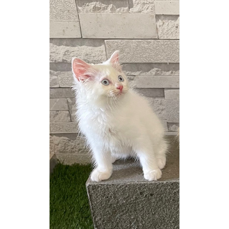 Kitten Kucing Persia Anggora Putih