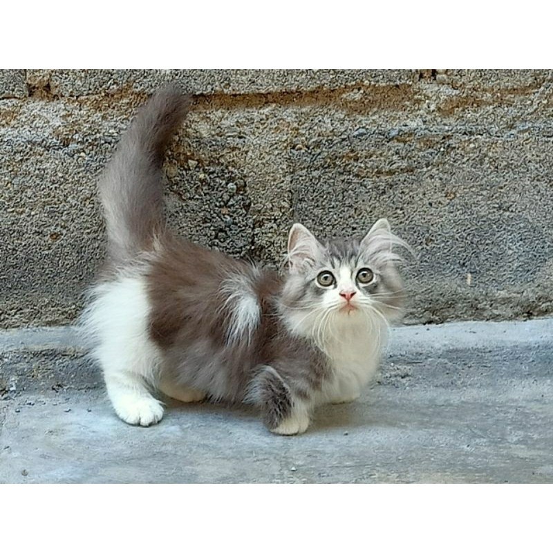 Kucing kitten Munchkin Jantan(cebol)