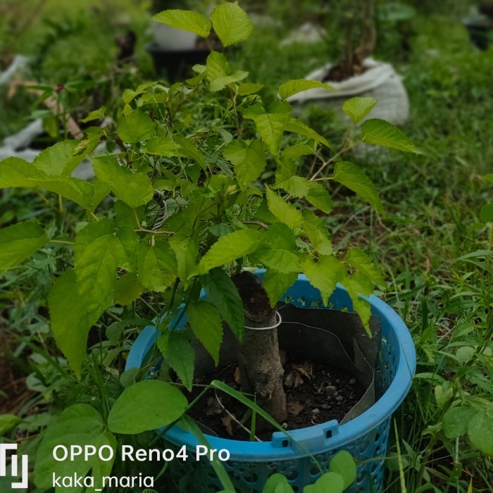 Tanaman Bonsai Besaran Berbuah Pot Ukuran 40 cm Sesuai Gambar Kode 00531