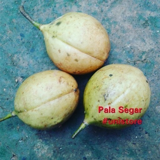 

Buah pala segar fresh super 500 gram_