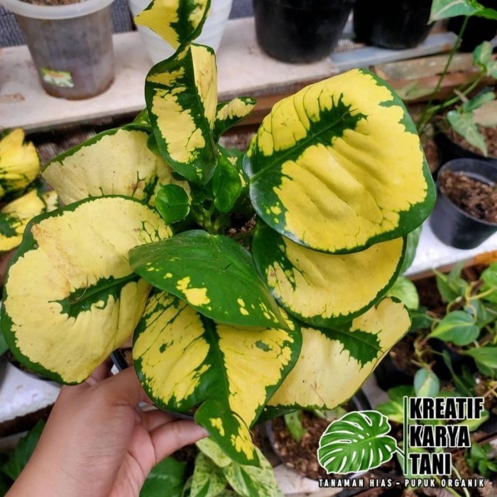 Tanaman hias puring apel kuning - Puring Apel