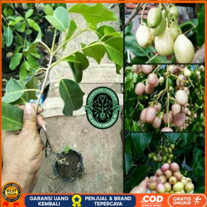 BIBIT JUWET PUTIH TANPA BIJI OKULASI/ BIBIT TANAMAN JUWET PUTIH UNGGUL Bibit Tanaman valid UD SUPER 