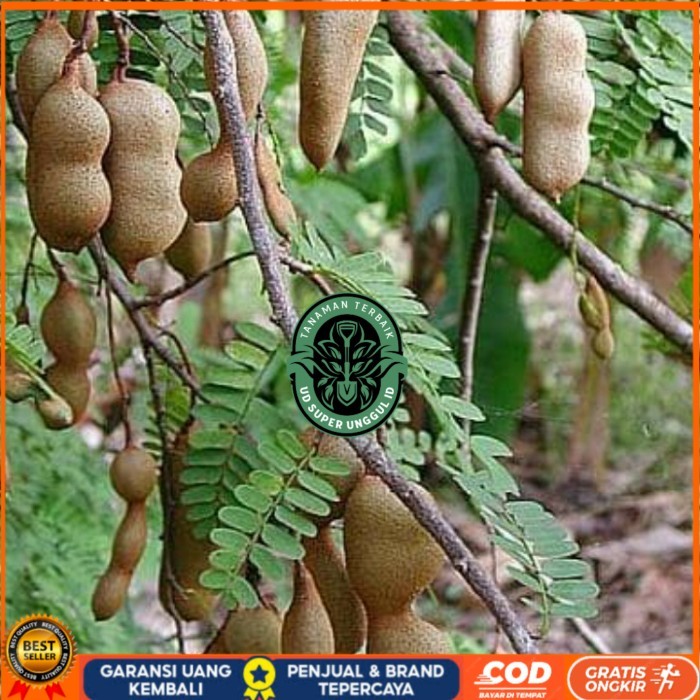 Bibit Tanaman Asem Jawa/ Bibit Pohon Asem Jawa