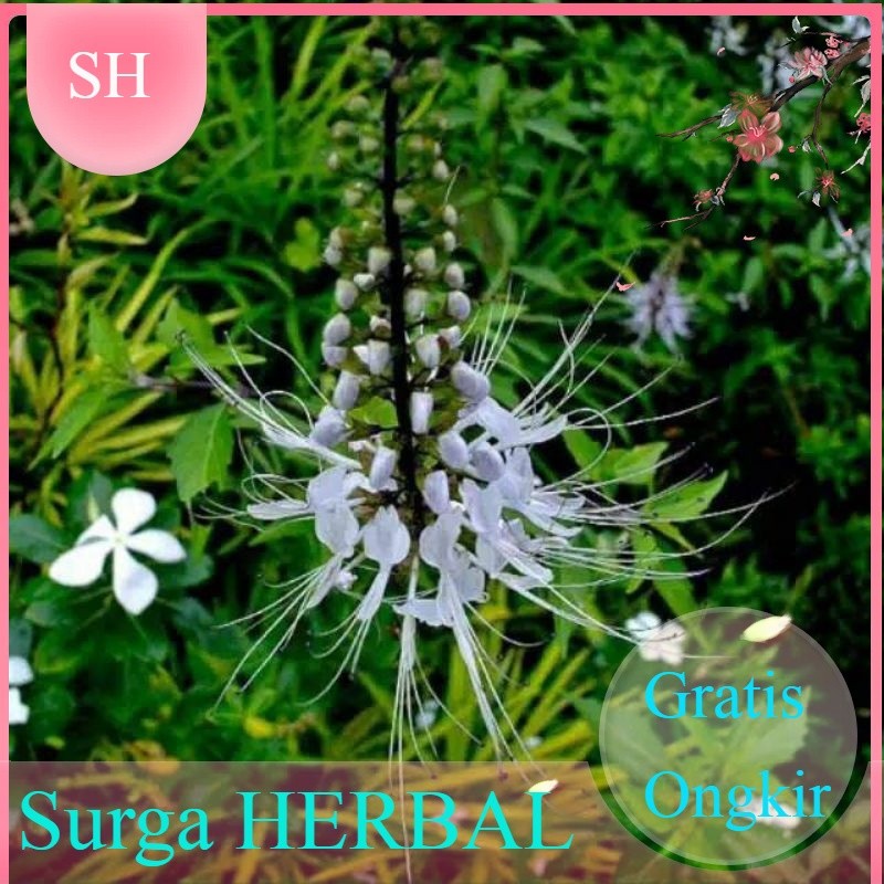

SH - daun kumis kucing segar fresh langsung petik 500gram