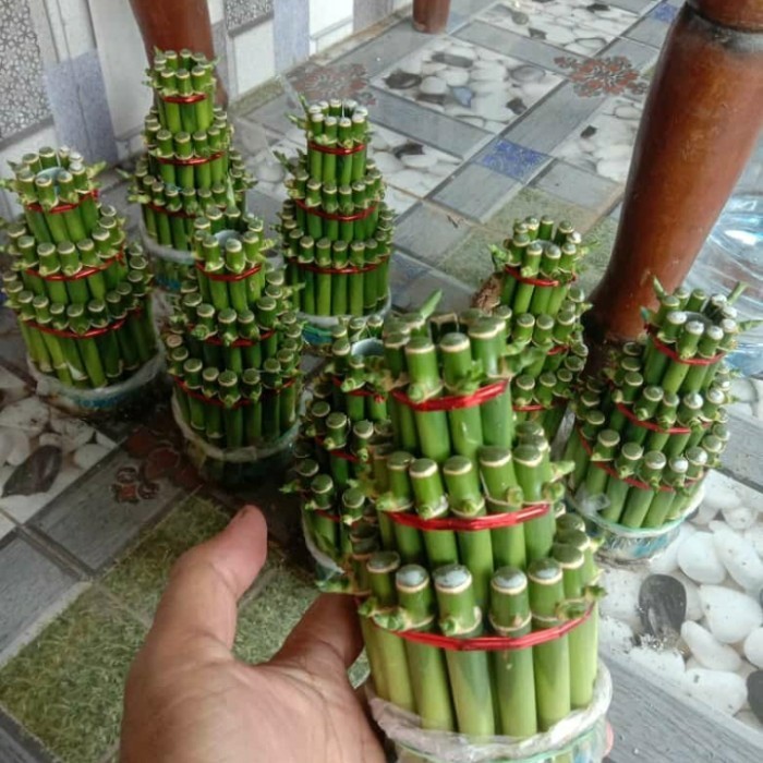 TANAMAN HIAS BAMBU HOKI/BAMBU REJEKI/ BAMBU HOKI MINI REALPICT Bibit Tanaman Super Unggul UD GHANIYY