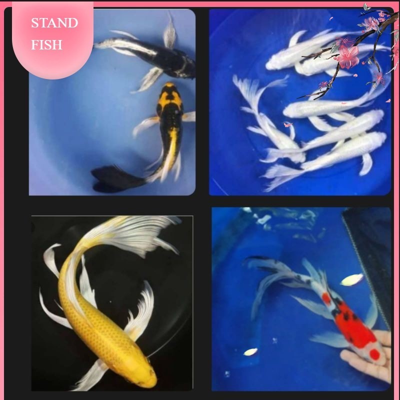 Ikanesia koi kumpay sleyer