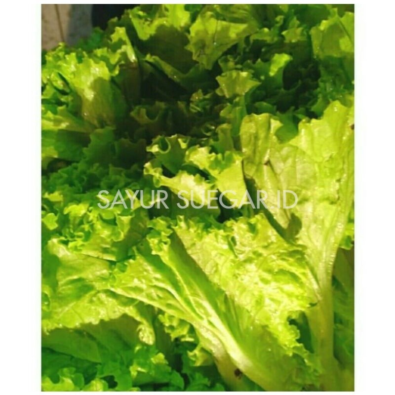 

selada keriting 500gr