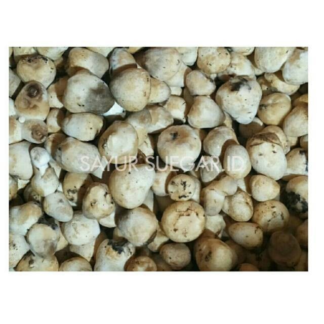 

Jamur Merang / 250 gram