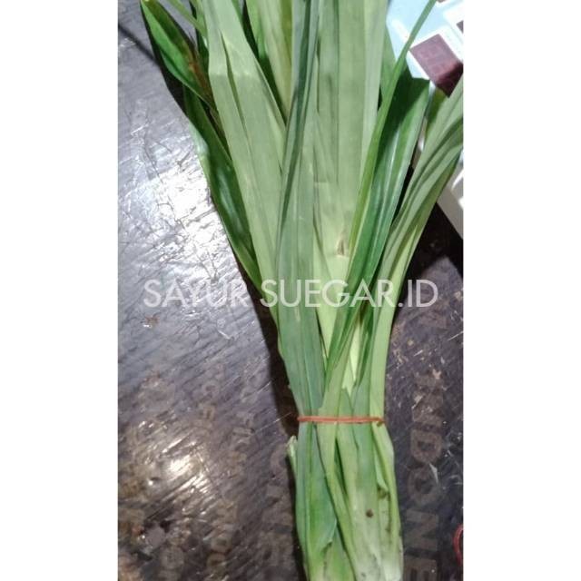 

Daun pandan / ikat