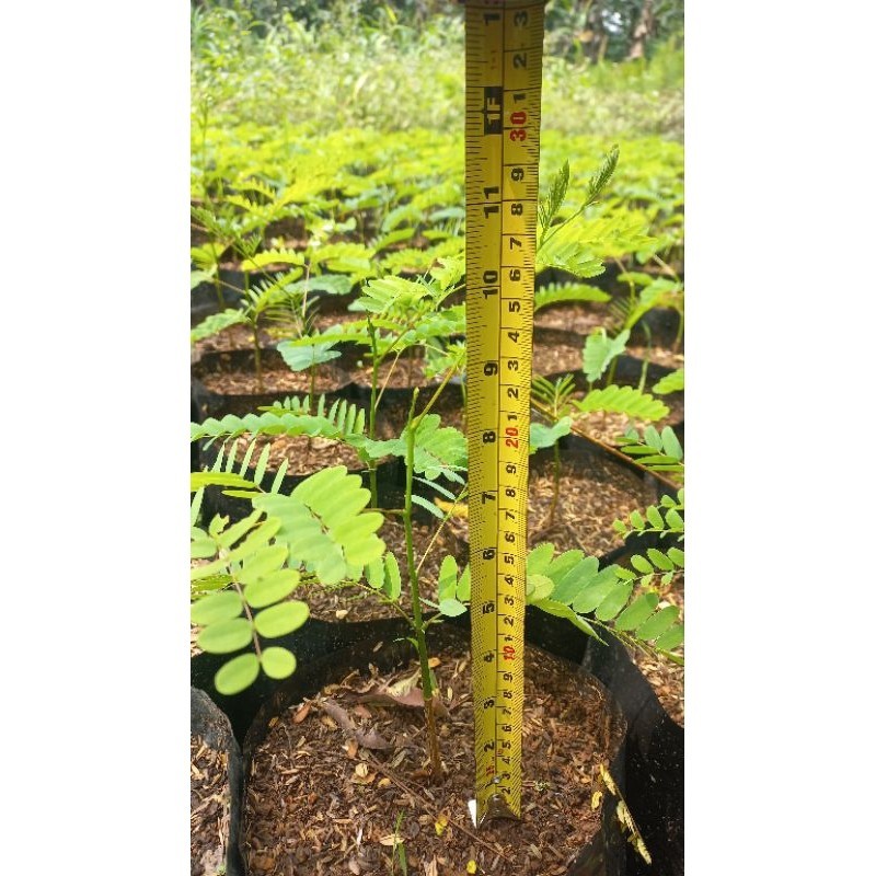 BISA COD BENIH BIJI Solobium Parahyba - Tanaman Solobium - Pohon Pakis Brazil Parahiba