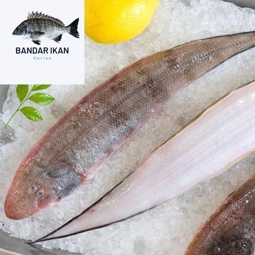 

Ikan Lidah Lidah Segar Fresh Dan Berkualitas