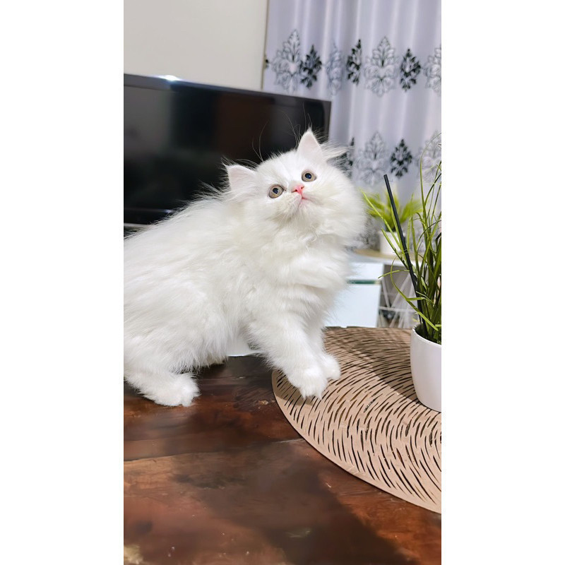 kucing Persia flatnose lucu