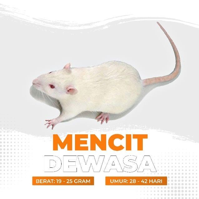 Mencit Hidup Dewasa / Tikus Putih Dewasa