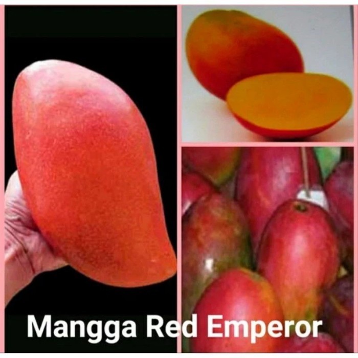 Bibit mangga okulasi mangga red emperor hasil okulasi cepat berbuah