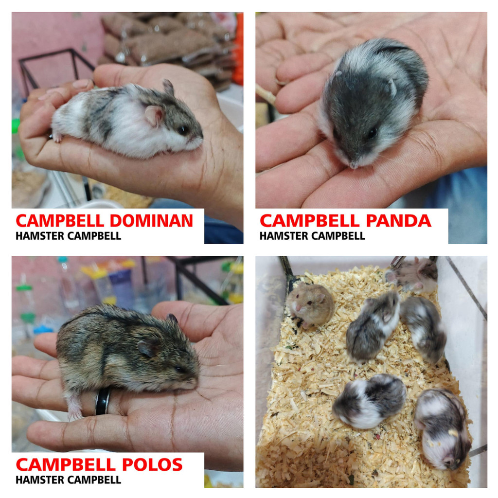 Hamster Campbell Cambel Camble Panda / Polos / Dominan Anak Anakan Usia 1 sampai 2 bulan