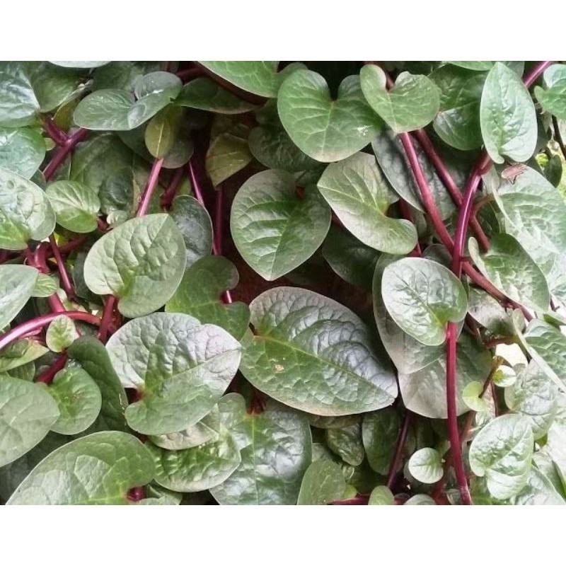 

New Promo promo 100 gram Daun Binahong Merah / ORGANIK Di petik langsung Fresh COD