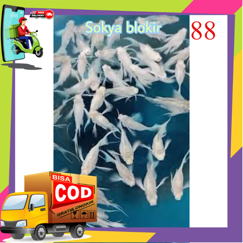 molly platinum cawang