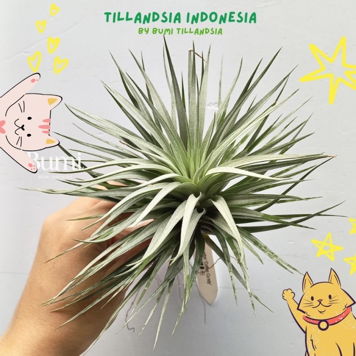 Tillandsia Houston 'Cotton Candy - Air Plants Tanaman Udara