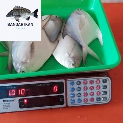 

Ikan Bawal Putih Segar size 2/3 Ikan Segar Fresh Dan Berkualitas