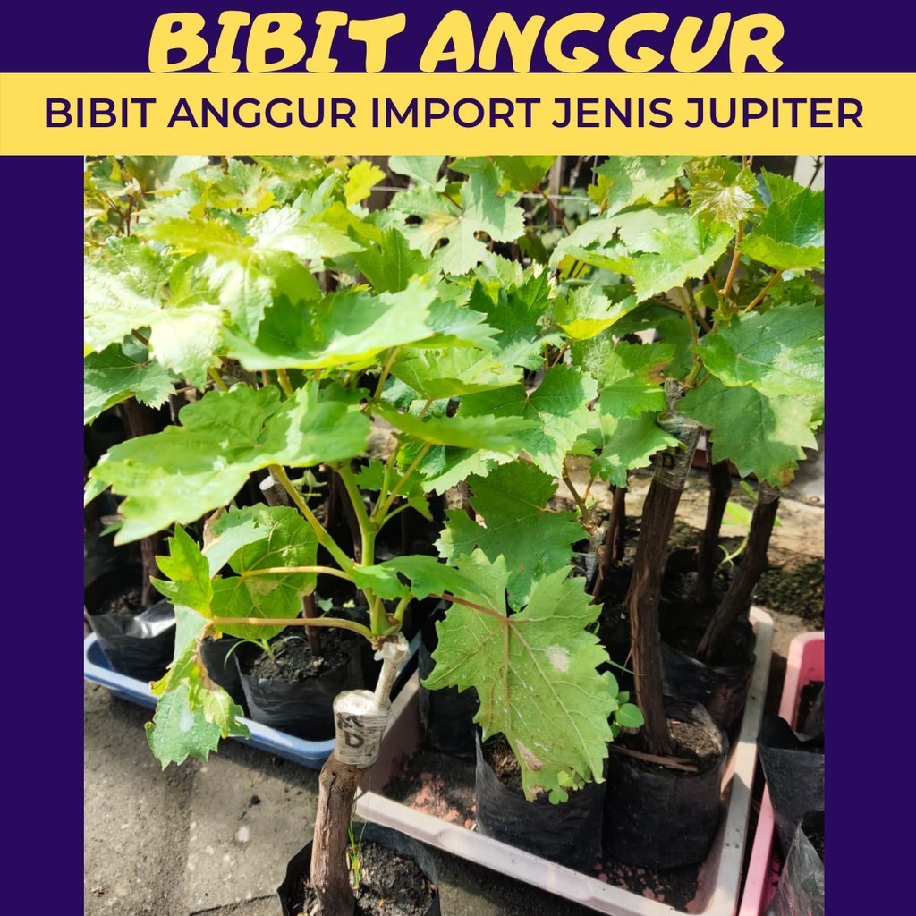 Bibit Anggur Jupiter Grafting