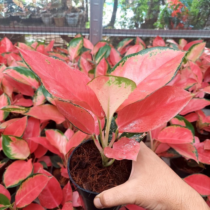 -> Aglonema Red Majesty