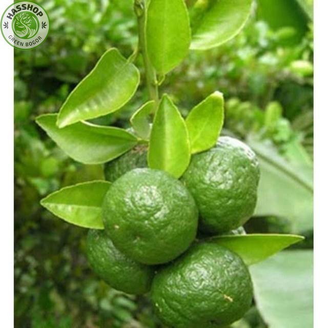 

Promo BISA COD Jeruk limo Super 10 Buah