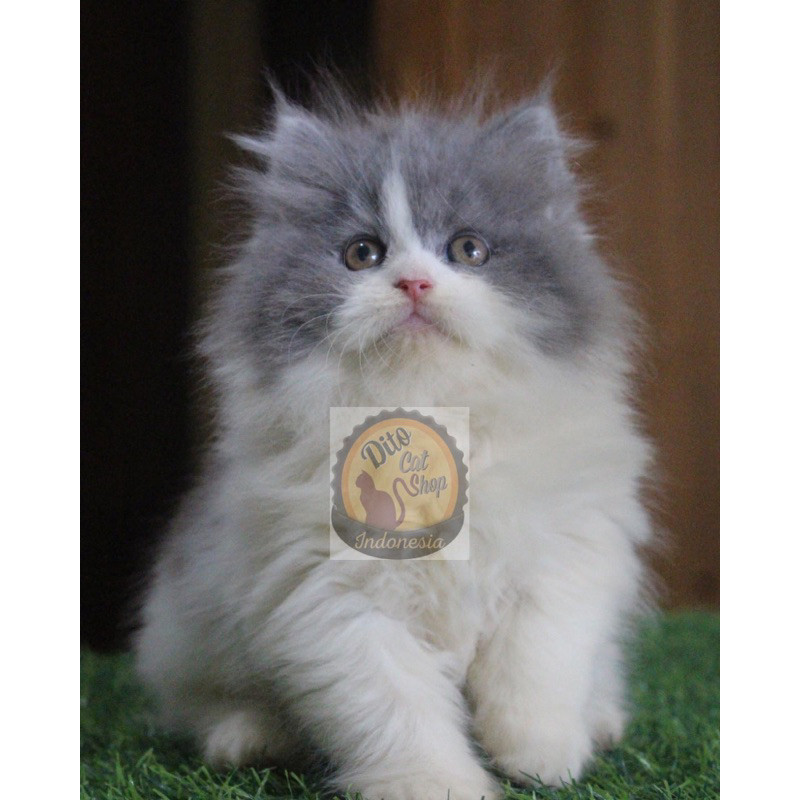 Promo diskon 65% Kucing Persia Anggora Himalaya Munchkin Ragdol Bigbone Kitten