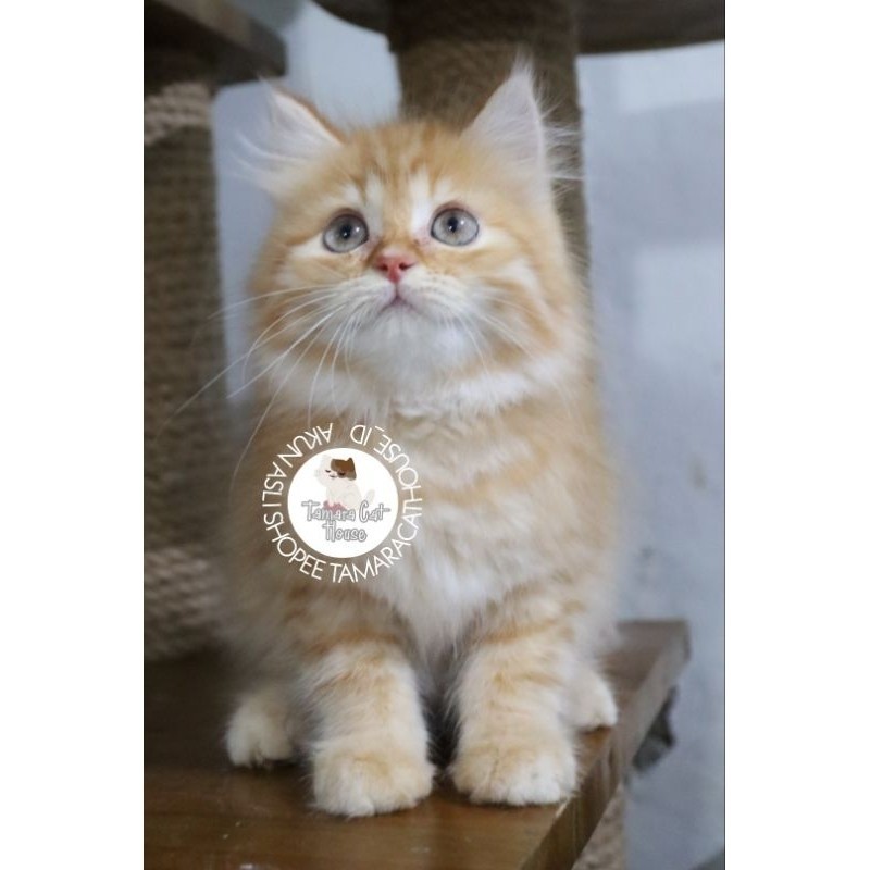 Promo diskon 65% KUCING PERSIA MEDIUM BY TAMARA CAT HOUSE