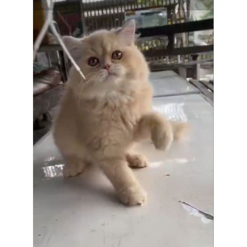 Promo diskon 65% Anak kucing anggora/ kitten Persia jantan /kucing Persia flatnose jantan