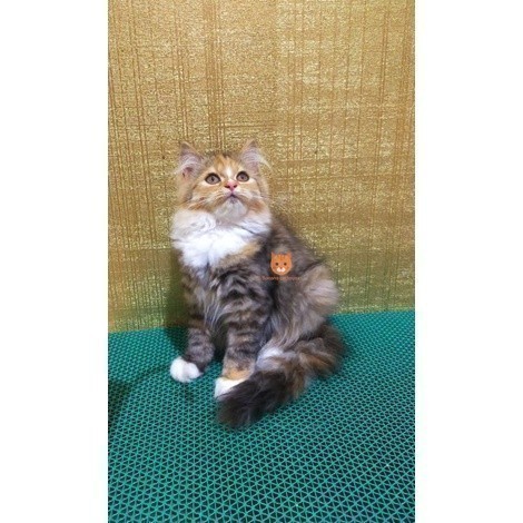 kucing Persia norwegian mainecoon longhair Surai putih