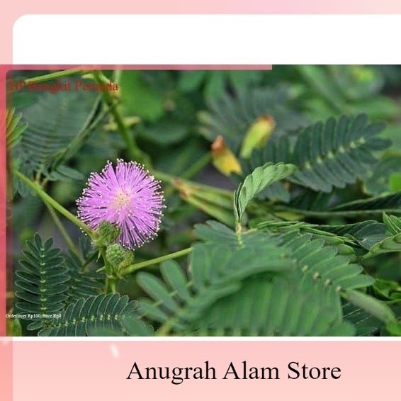 

DAUN PUTRI MALU SEGAR PUTRI MALU MURAH