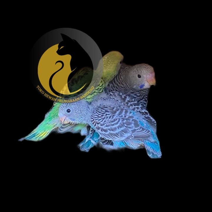 anak burung parkit lolohan | burung parkit | lolohan burung