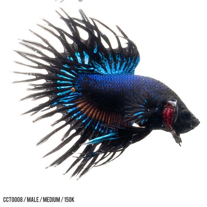 Betta Crown Tail Avatar / Dark Blue / Cupang Hias Serit Biru