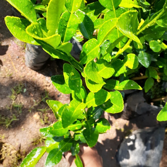 Bibit Jeruk Purut asli