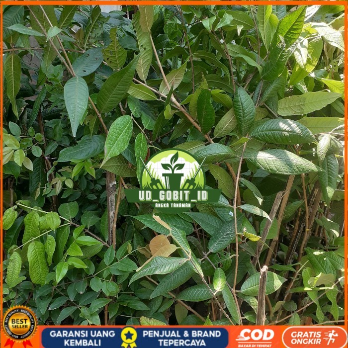 Bibit Anggur Pohon Brazil Putih | White Jaboticaba Langka Berkualitas Bibit Tanaman Super Unggul UD 