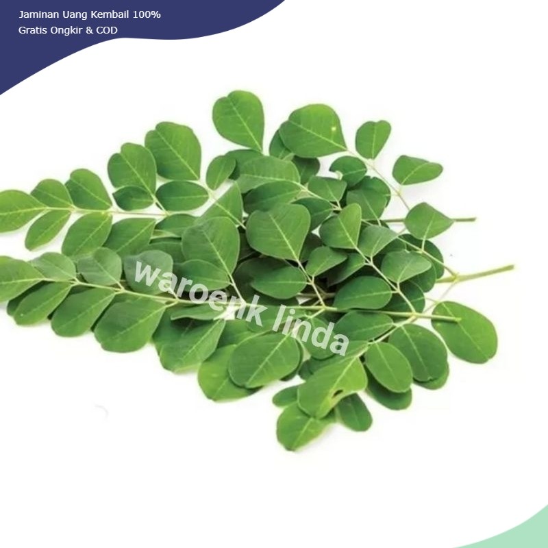 

DAUN KELOR SEGAR 200gram / moringa leaves Petik Langsung dari Pohon PROMO READY SETIAP HARI - HERBAL BERKHASIAT