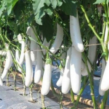 100 BENIH TERONG ALBINO TERONG PUTIH UNGUL//COD