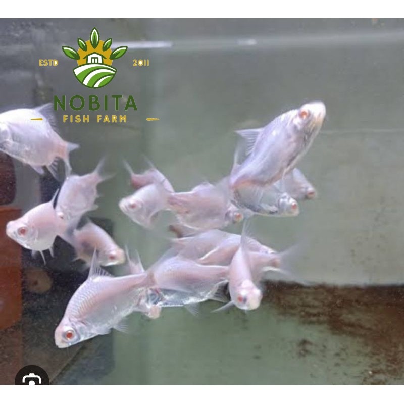 kaviat platinum putih bersih tankmate aquarium