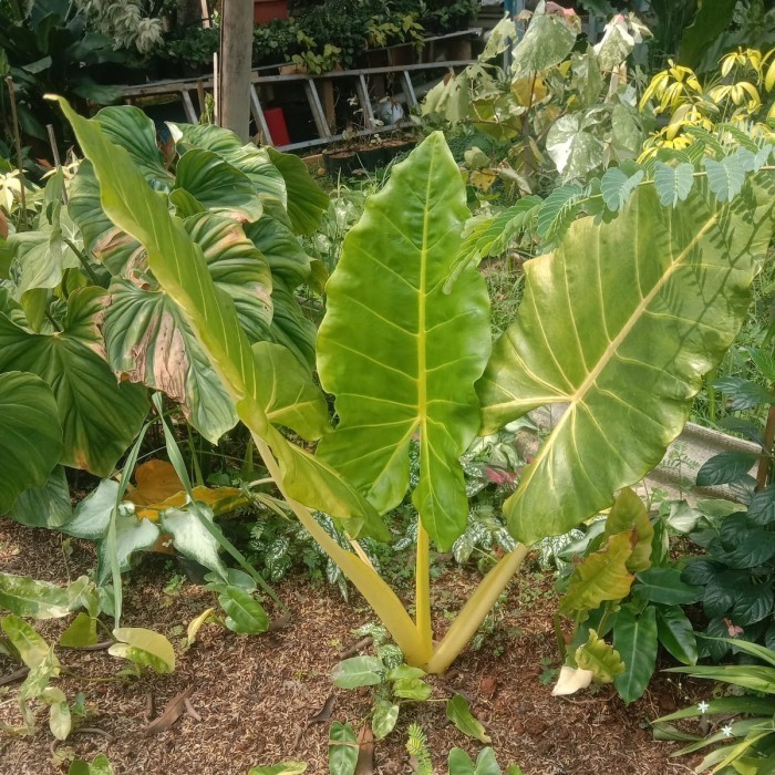 Tanaman hias sente Golden .....
